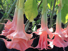 Load image into Gallery viewer, *PINK PERFECTION** Brugmansia Angels Trumpet Plant* Fragrant Double Pink Bloom
