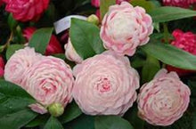 Load image into Gallery viewer, ***PINK PERFECTION*** Camellia Japonica-Live Starter Plant
