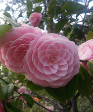 Load image into Gallery viewer, ***PINK PERFECTION*** Camellia Japonica-Live Starter Plant
