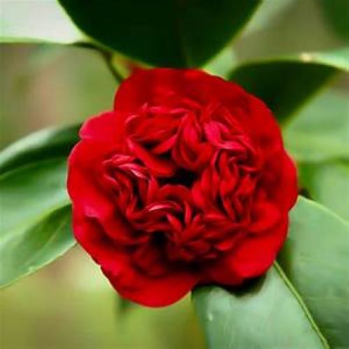 PROFESSOR SARGENT** *Bicolor Bloom Camellia Japonica-Live Starter Plant