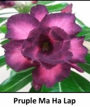 Load image into Gallery viewer, ~~PURPLE MA HA LAP~~Grafted Adenium Obesum Desert Rose Plant
