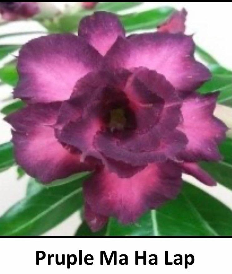 ~~PURPLE MA HA LAP~~Grafted Adenium Obesum Desert Rose Plant