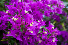 Load image into Gallery viewer, **PURPLE MAJESTY**Live Bougainvillea Well Rooted Starter Plant
