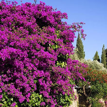 Load image into Gallery viewer, **PURPLE MAJESTY**Live Bougainvillea Well Rooted Starter Plant
