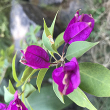 Load image into Gallery viewer, **PURPLE MAJESTY**Live Bougainvillea Well Rooted Starter Plant
