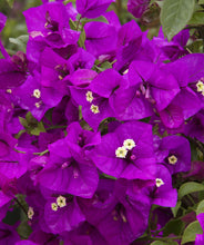 Load image into Gallery viewer, **PURPLE MAJESTY**Live Bougainvillea Well Rooted Starter Plant
