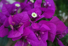 Load image into Gallery viewer, **PURPLE MAJESTY**Live Bougainvillea Well Rooted Starter Plant
