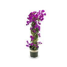 Load image into Gallery viewer, **PURPLE MAJESTY**Live Bougainvillea Well Rooted Starter Plant
