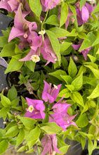 Load image into Gallery viewer, PURPLE SMALL LEAF** Live Bougainvillea Well Rooted Starter Plant
