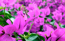 Load image into Gallery viewer, PURPLE SMALL LEAF** Live Bougainvillea Well Rooted Starter Plant
