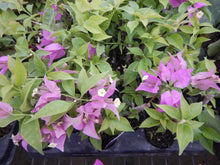 Load image into Gallery viewer, PURPLE SMALL LEAF** Live Bougainvillea Well Rooted Starter Plant
