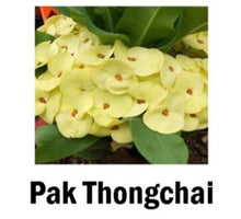 Load image into Gallery viewer, ~~PAK THONGCHAI~~Crown Of Thorns-Euphorbia Milii~~CHRIST PLANT~~STARTER PLANT
