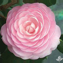 Load image into Gallery viewer, ***PINK PERFECTION*** Camellia Japonica-Live Starter Plant
