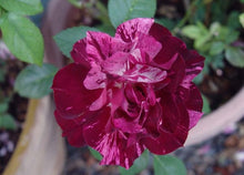 Load image into Gallery viewer, ~~PURPLE TIGER~~Fully Grown Blooming Size Rose Bush Plant~~VERY RARE~~HTF~~
