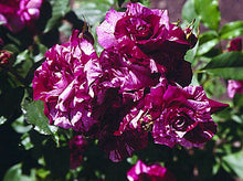 Load image into Gallery viewer, ~~PURPLE TIGER~~Fully Grown Blooming Size Rose Bush Plant~~VERY RARE~~HTF~~
