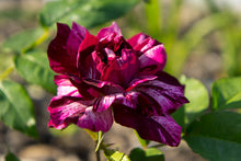 Load image into Gallery viewer, ~~PURPLE TIGER~~Fully Grown Blooming Size Rose Bush Plant~~VERY RARE~~HTF~~
