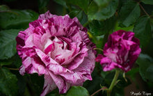 Load image into Gallery viewer, ~~PURPLE TIGER~~Fully Grown Blooming Size Rose Bush Plant~~VERY RARE~~HTF~~
