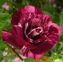 Load image into Gallery viewer, ~~PURPLE TIGER~~Fully Grown Blooming Size Rose Bush Plant~~VERY RARE~~HTF~~
