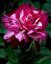 Load image into Gallery viewer, ~~PURPLE TIGER~~Fully Grown Blooming Size Rose Bush Plant~~VERY RARE~~HTF~~
