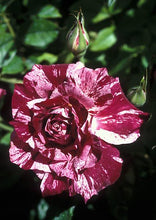 Load image into Gallery viewer, ~~PURPLE TIGER~~Fully Grown Blooming Size Rose Bush Plant~~VERY RARE~~HTF~~
