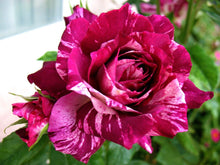 Load image into Gallery viewer, ~~PURPLE TIGER~~Fully Grown Blooming Size Rose Bush Plant~~VERY RARE~~HTF~~
