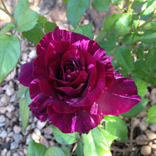 Load image into Gallery viewer, ~~PURPLE TIGER~~Fully Grown Blooming Size Rose Bush Plant~~VERY RARE~~HTF~~
