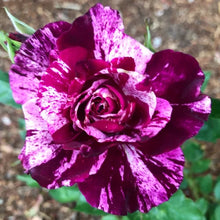 Load image into Gallery viewer, ~~PURPLE TIGER~~Fully Grown Blooming Size Rose Bush Plant~~VERY RARE~~HTF~~
