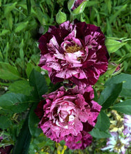 Load image into Gallery viewer, ~~PURPLE TIGER~~Fully Grown Blooming Size Rose Bush Plant~~VERY RARE~~HTF~~
