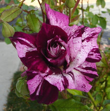 Load image into Gallery viewer, ~~PURPLE TIGER~~Fully Grown Blooming Size Rose Bush Plant~~VERY RARE~~HTF~~
