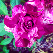 Load image into Gallery viewer, ~~PURPLE TIGER~~Fully Grown Blooming Size Rose Bush Plant~~VERY RARE~~HTF~~
