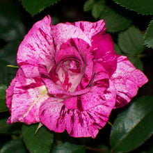 Load image into Gallery viewer, ~~PURPLE TIGER~~Fully Grown Blooming Size Rose Bush Plant~~VERY RARE~~HTF~~
