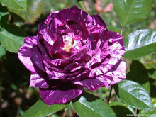 Load image into Gallery viewer, ~~PURPLE TIGER~~Fully Grown Blooming Size Rose Bush Plant~~VERY RARE~~HTF~~
