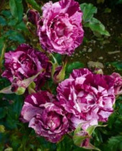 Load image into Gallery viewer, ~~PURPLE TIGER~~Fully Grown Blooming Size Rose Bush Plant~~VERY RARE~~HTF~~
