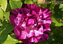 Load image into Gallery viewer, ~~PURPLE TIGER~~Fully Grown Blooming Size Rose Bush Plant~~VERY RARE~~HTF~~
