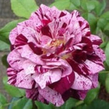 Load image into Gallery viewer, ~~PURPLE TIGER~~Fully Grown Blooming Size Rose Bush Plant~~VERY RARE~~HTF~~
