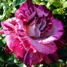 Load image into Gallery viewer, ~~PURPLE TIGER~~Fully Grown Blooming Size Rose Bush Plant~~VERY RARE~~HTF~~
