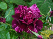 Load image into Gallery viewer, ~~PURPLE TIGER~~Fully Grown Blooming Size Rose Bush Plant~~VERY RARE~~HTF~~
