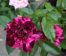 Load image into Gallery viewer, ~~PURPLE TIGER~~Fully Grown Blooming Size Rose Bush Plant~~VERY RARE~~HTF~~
