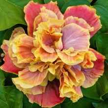 Load image into Gallery viewer, ***QUEEN OF DREAMS*** Small Rooted Exotic Tropical Hibiscus Starter Plant***AKA Fancy Hibiscus
