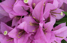 Load image into Gallery viewer, RIJNSTAR LILA** Live Bougainvillea Well Rooted Starter Plant
