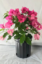 Load image into Gallery viewer, **RIJNSTAR PINK**Live Bougainvillea Well Rooted Starter Plant
