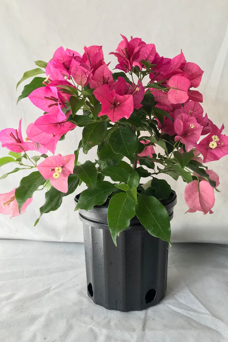 **RIJNSTAR PINK**Live Bougainvillea Well Rooted Starter Plant