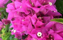 Load image into Gallery viewer, **RIJNSTAR PINK**Live Bougainvillea Well Rooted Starter Plant
