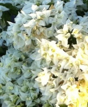 Load image into Gallery viewer, **RIJNSTAR WHITE** Live Bougainvillea Well Rooted Starter Plant
