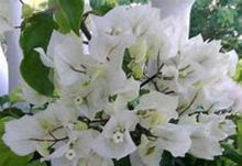 Load image into Gallery viewer, **RIJNSTAR WHITE** Live Bougainvillea Well Rooted Starter Plant
