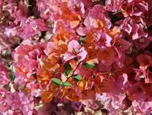 Load image into Gallery viewer, ** ROSENKA**Live Bougainvillea Well Rooted Starter Plant
