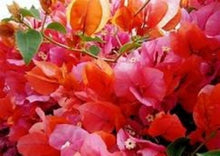 Load image into Gallery viewer, ** ROSENKA**Live Bougainvillea Well Rooted Starter Plant
