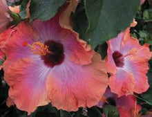 Load image into Gallery viewer, ***RUM RUNNER*** Small Rooted Exotic Tropical Hibiscus Starter Plant***AKA Fancy Hibiscus
