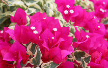 Load image into Gallery viewer, RASPBERRY ICE** Live Bougainvillea Well Rooted Starter Plant
