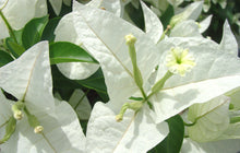 Load image into Gallery viewer, **RIJNSTAR WHITE** Live Bougainvillea Well Rooted Starter Plant
